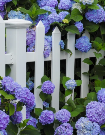 A white wooden fence surrounded by lush clusters of blue and purple hydrangea flowers.