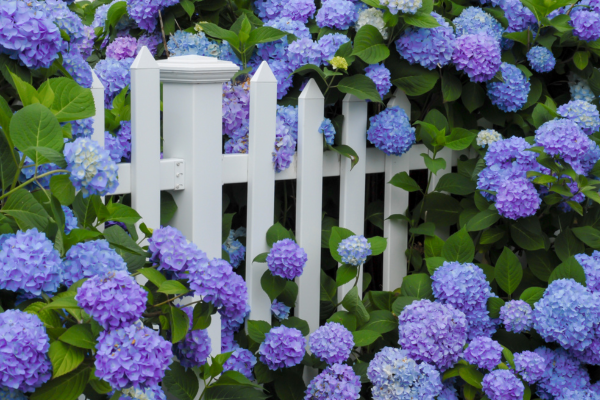 A white picket fence is surrounded by abundant blooming hydrangeas with vibrant purple and blue flowers, creating a picturesque garden scene.